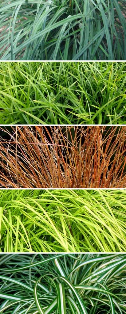 Les différentes couleurs des feuilles de carex
