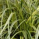 Carex : planter, diviser et entretenir