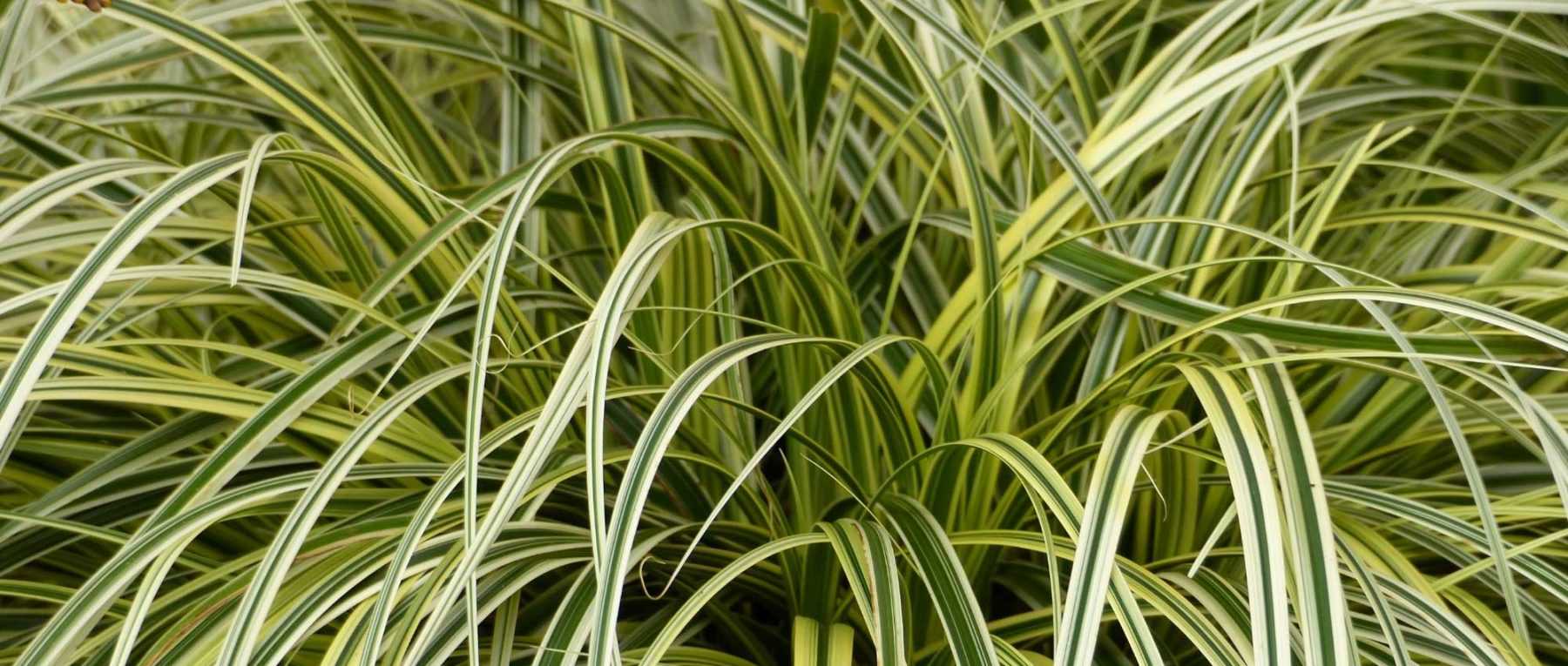 Carex : planter, diviser et entretenir