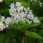 Catalpa : plantation, taille, entretien