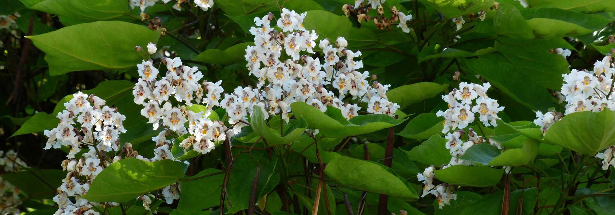 Catalpa : plantation, taille, entretien