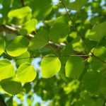 Arbre au caramel, Cercidiphyllum : planter, tailler et entretenir