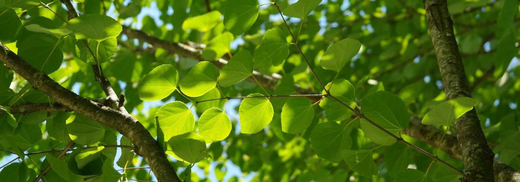 Arbre au caramel, Cercidiphyllum : planter, tailler et entretenir