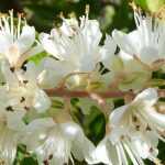 Clethra : planter, tailler et entretenir