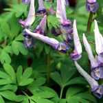 Corydalis : planter, cultiver et entretenir