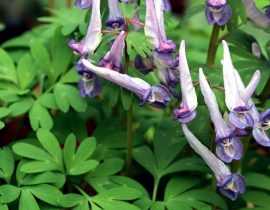 Les corydalis : planter, cultiver et entretenir
