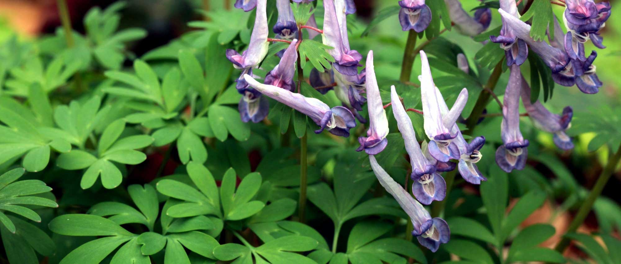 Corydalis : planter, cultiver et entretenir