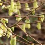 Corylopsis : planter, tailler et entretenir