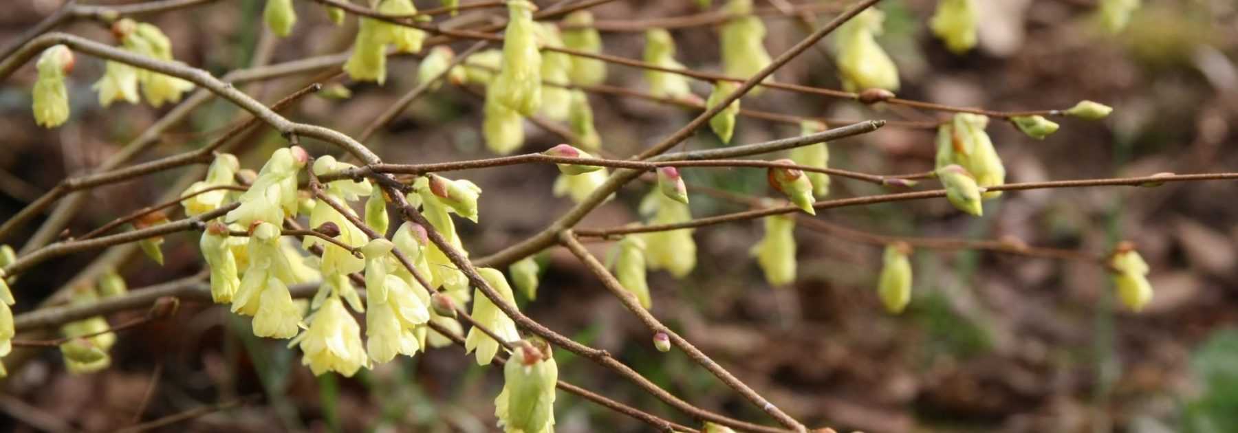 Corylopsis : planter, tailler et entretenir