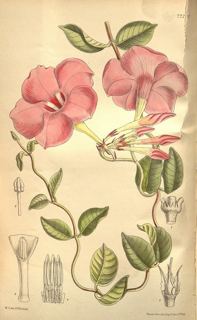 Dipladenia ou Mandevilla