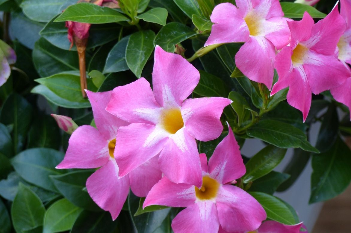 Mandevilla