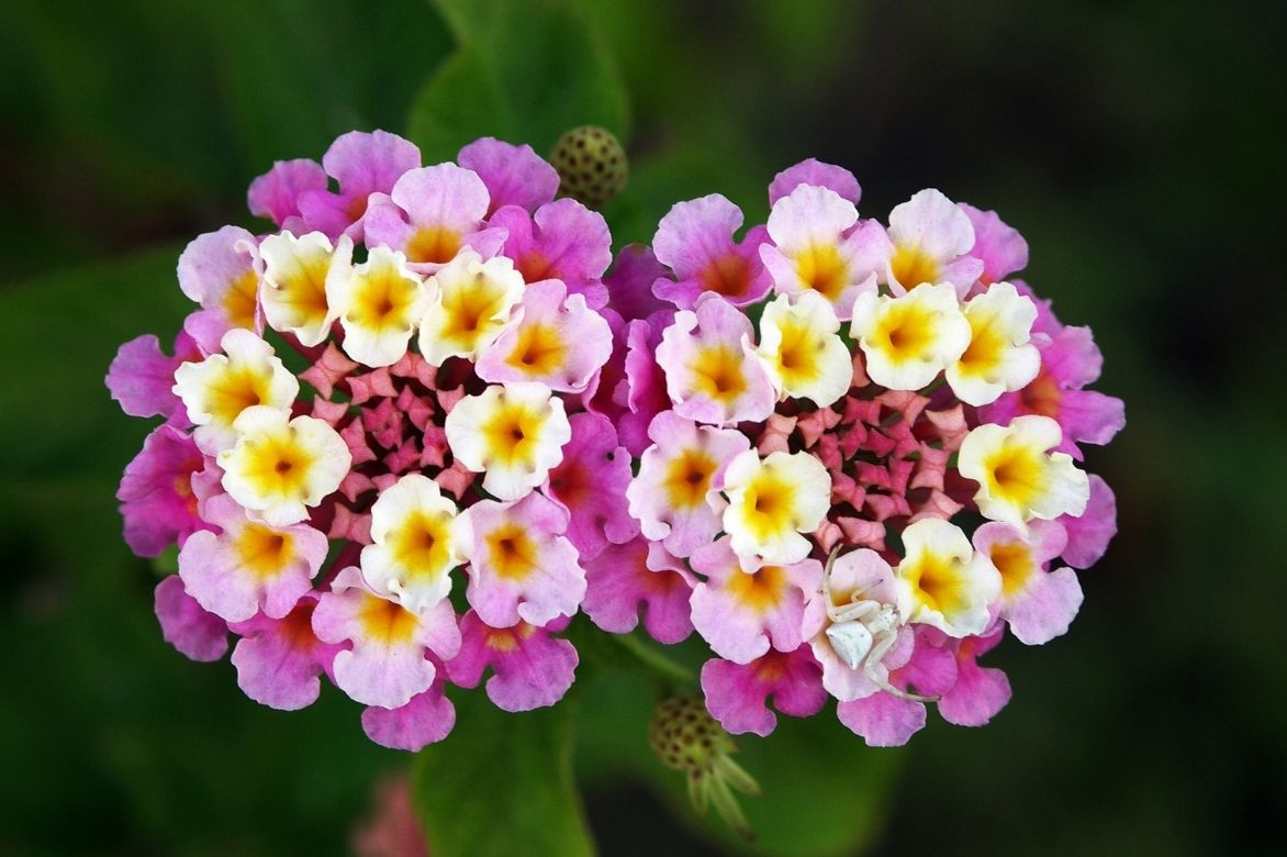 Lantana camara