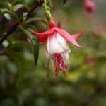 Fuchsia : plantation, taille, culture et entretien