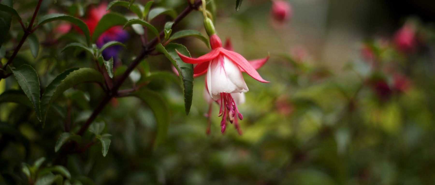 Fuchsia Rohees New Millenium - Fuchsia retombant à fleurs doubles  noir-violacé et rose-rouge.