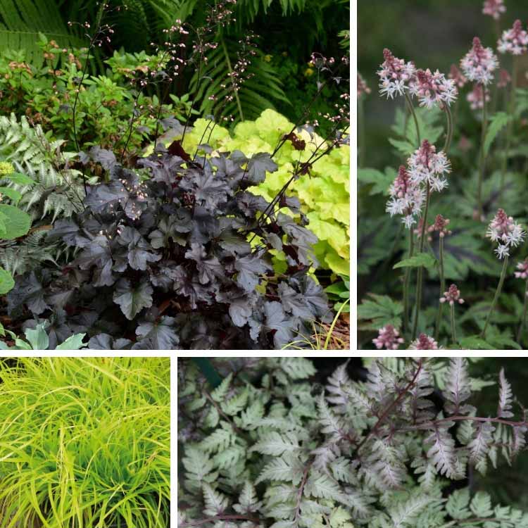 Associer ll'heuchera Black Pearl