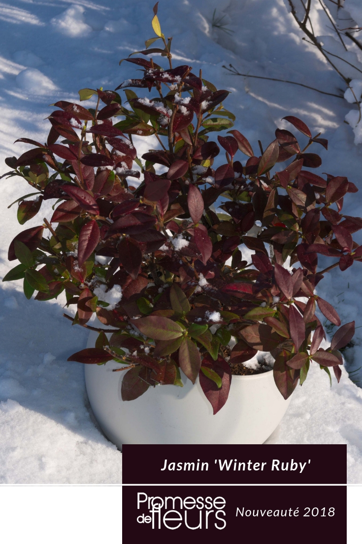 Jasmin Winter Ruby, une nouvelle variété à feuillage coloré en hiver