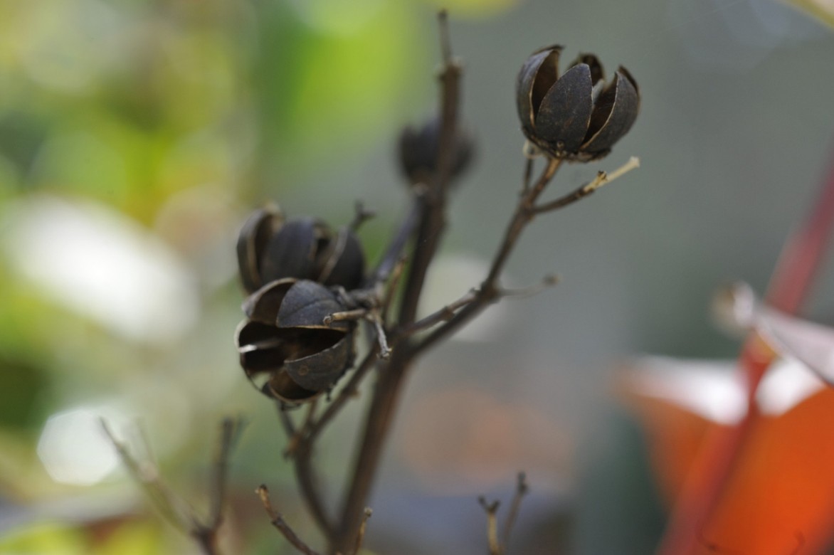 graines de lilas des indes