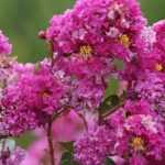 Lagerstroemia, Lilas des Indes : plantation, culture et entretien