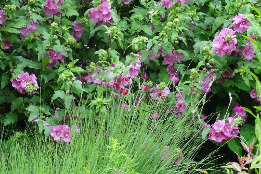 Lavat res Arbustives Et Annuelles Plantation Semis Taille lavat-res-arbustives-et-annuelles-plantation-semis-taille