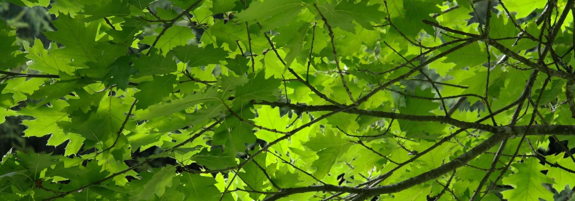 Le Chene Planter Tailler Entretenir Promesse De Fleurs