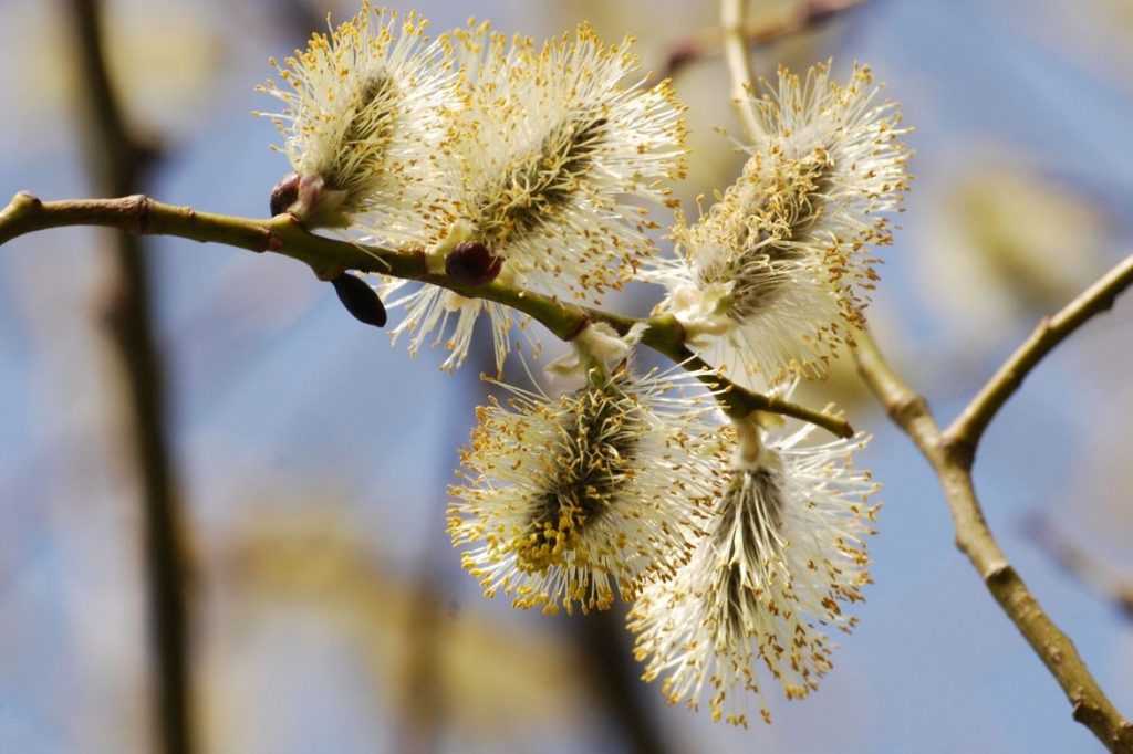 Saule, Salix : planter, tailler et entretenir