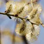 Saule, Salix : planter, tailler et entretenir