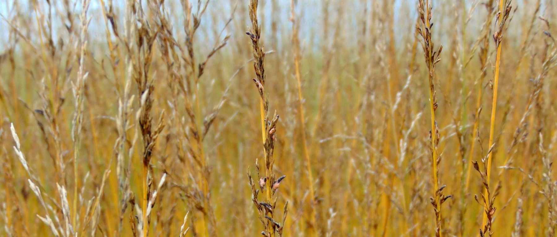 Molinie, Molinia caerulea : plantation, division, taille et entretien