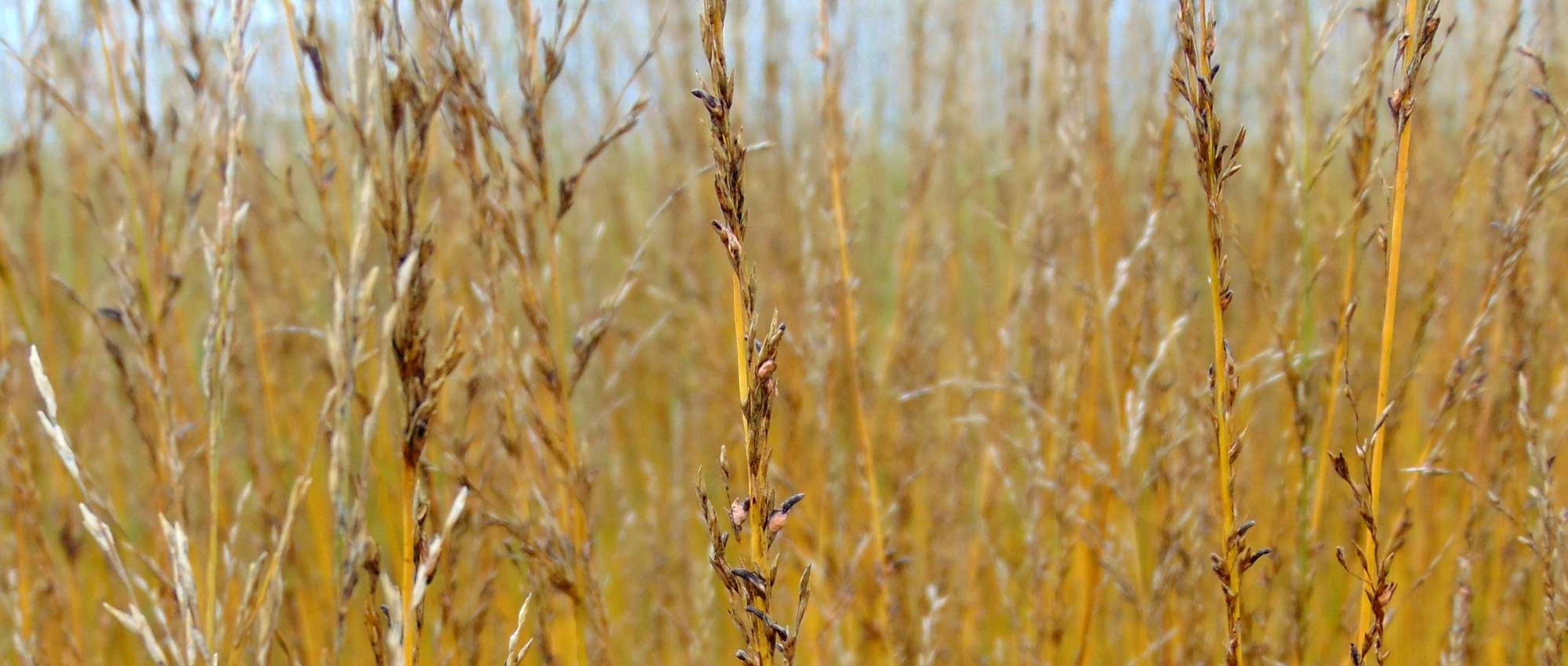 Molinie, Molinia caerulea : plantation, division, taille et entretien