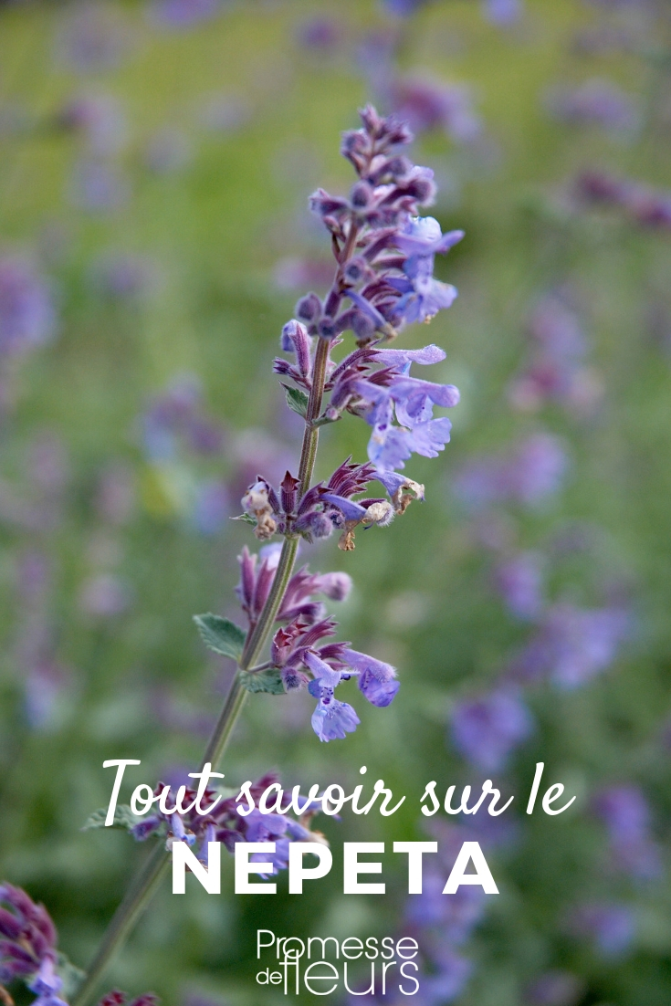 Le Nepeta : comment le planter et l'entretenir ?