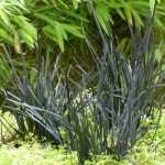 L'Ophiopogon Hosoba Kokuryu, une nouvelle "graminée" noire