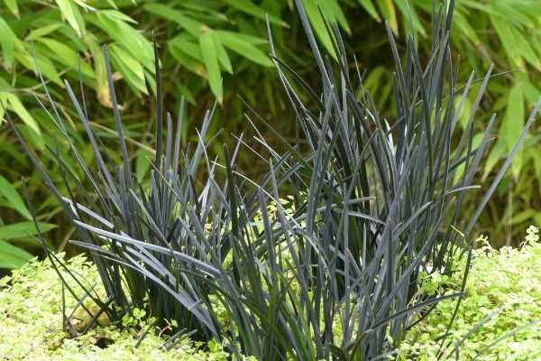 L'Ophiopogon Hosoba Kokuryu, une nouvelle "graminée" noire