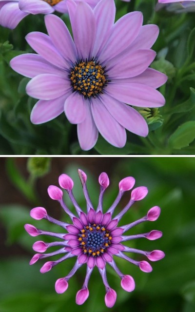 Osteospermum