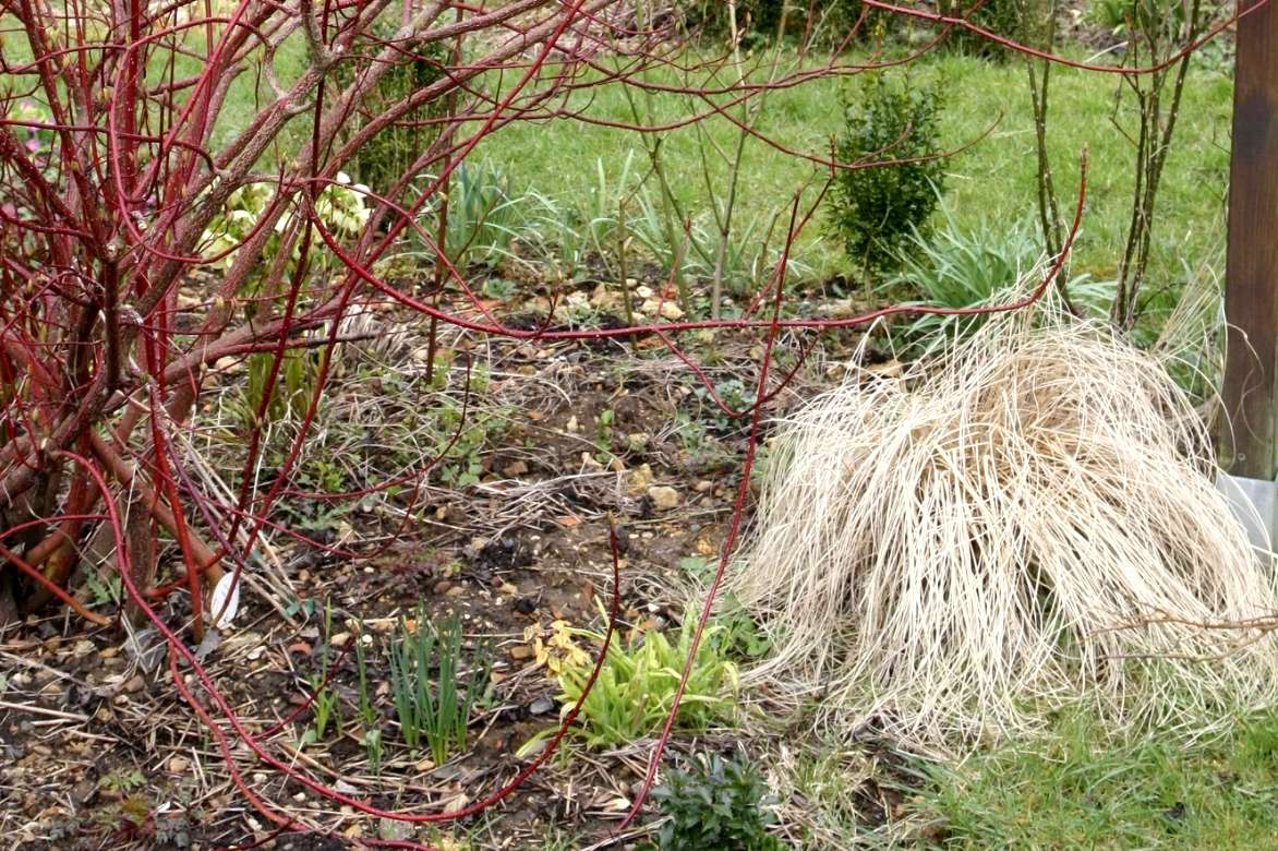 Pennisetum, entretien