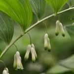 Sceau de Salomon, polygonatum : planter, diviser et entretenir