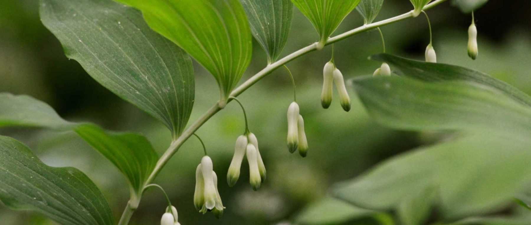 Sceau de Salomon, polygonatum : planter, diviser et entretenir