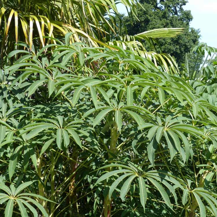 Le Schefflera taiwaniana, un arbuste exotique et rustique