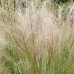 Stipa, Cheveux d'ange : plantation, taille, entretien