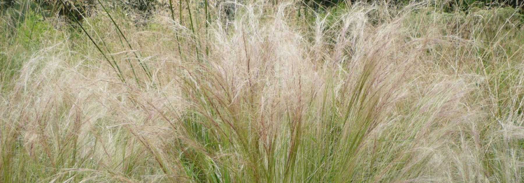 Stipa, Cheveux d'ange : plantation, taille, entretien