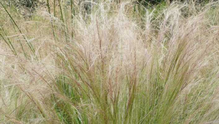 Stipa, Cheveux d'ange : plantation, taille, entretien