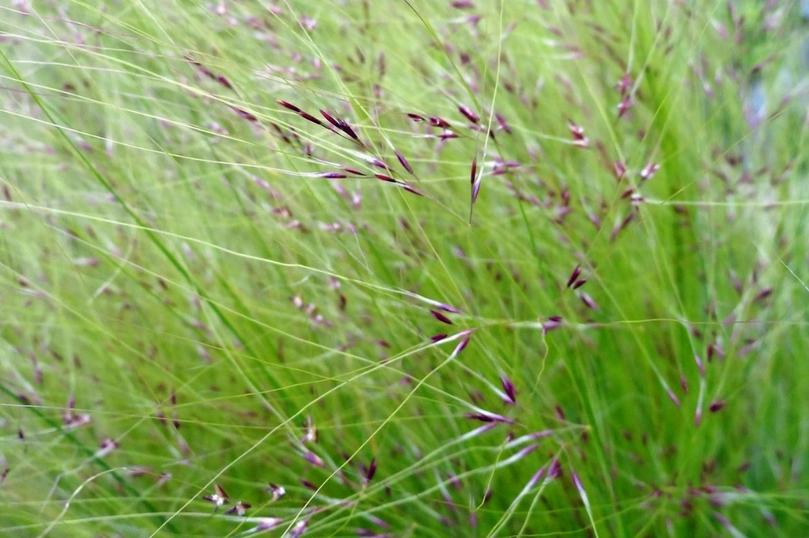 Stipa tenuifolia, graines