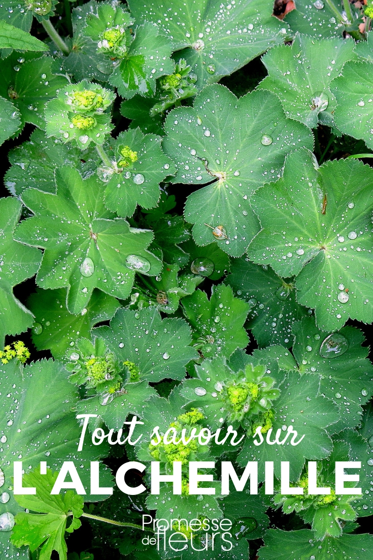 Alchémille (Alchemilla vulgaris) : plantation, entretien