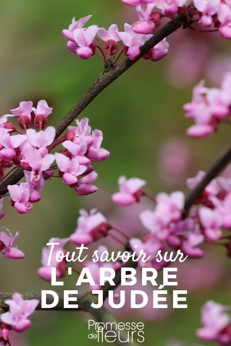 Arbre de judée (Cercis) : plantation, croissance et entretien - Jardiland