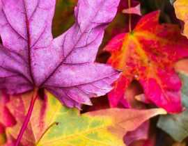 Les plus beaux arbres et arbustes à coloration automnale