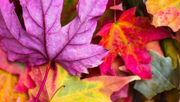 Les plus beaux arbres et arbustes à coloration automnale