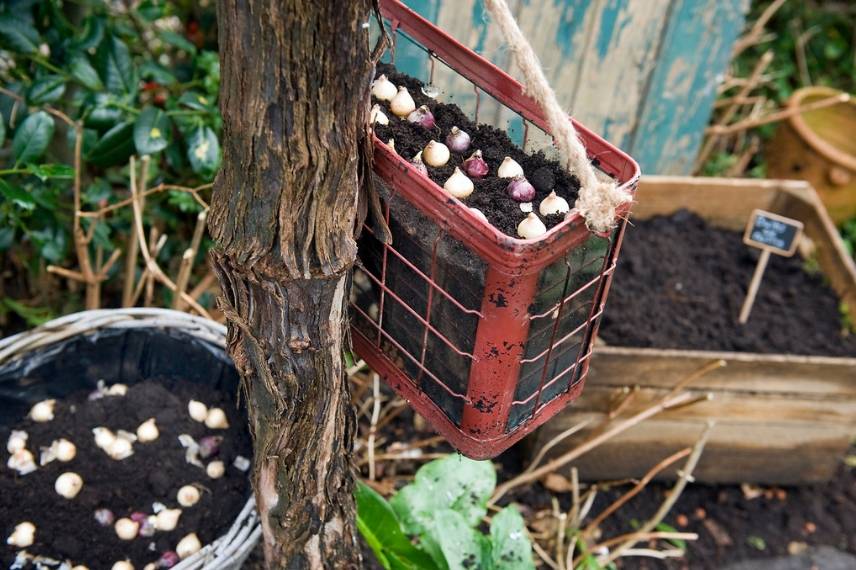 Planter des bulbes en pot