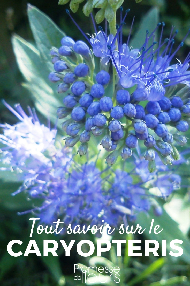 Caryopteris, spirée bleue