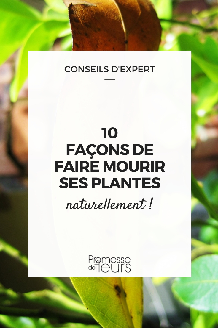 10 astuces pour préserver ses plantes pendant les vacances