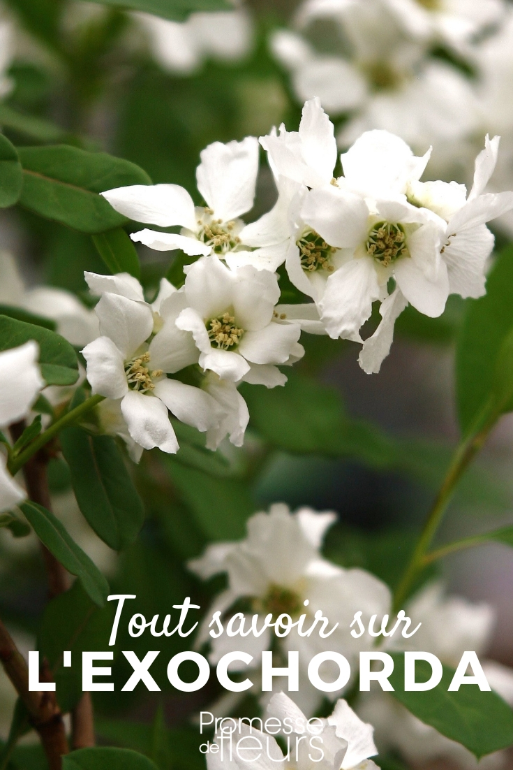 Exochorda, arbre aux perles - tout savoir