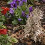 10 façons de faire mourir une plante... naturellement !