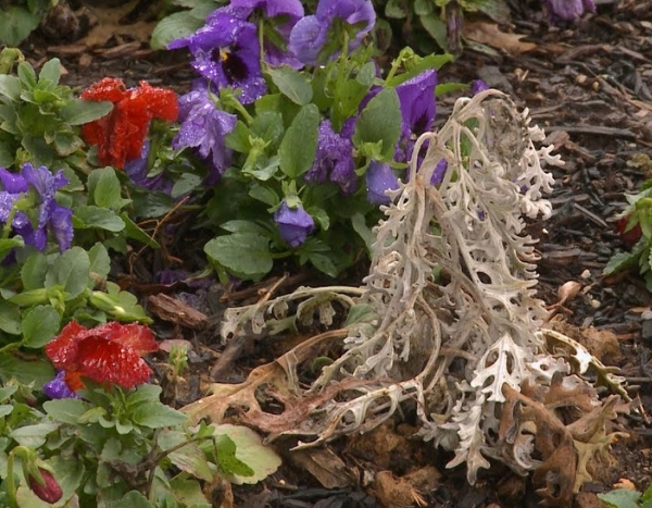 10 façons de faire mourir une plante... naturellement !